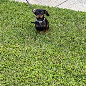 Meet your Posher, Emanuel